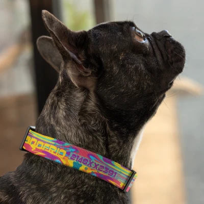 Collare per cani - Multicolore