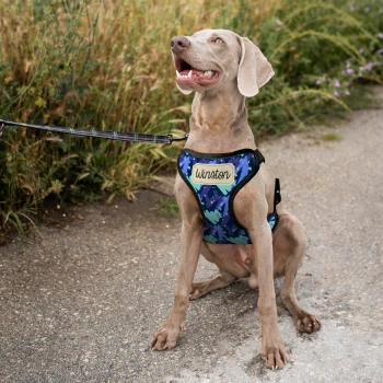 Pettorina personalizzata per cani