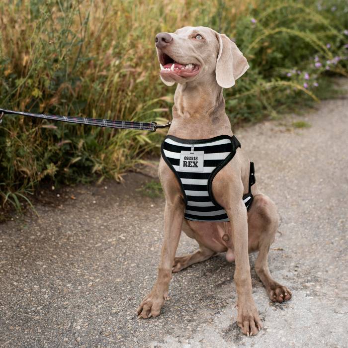 Pettorina personalizzata per cani - Zapor