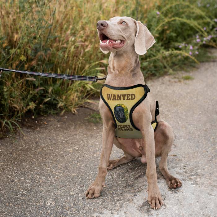 Pettorina personalizzata per cani - Wanted